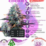 GIRL SCOUT COOKIES FEMINIZED