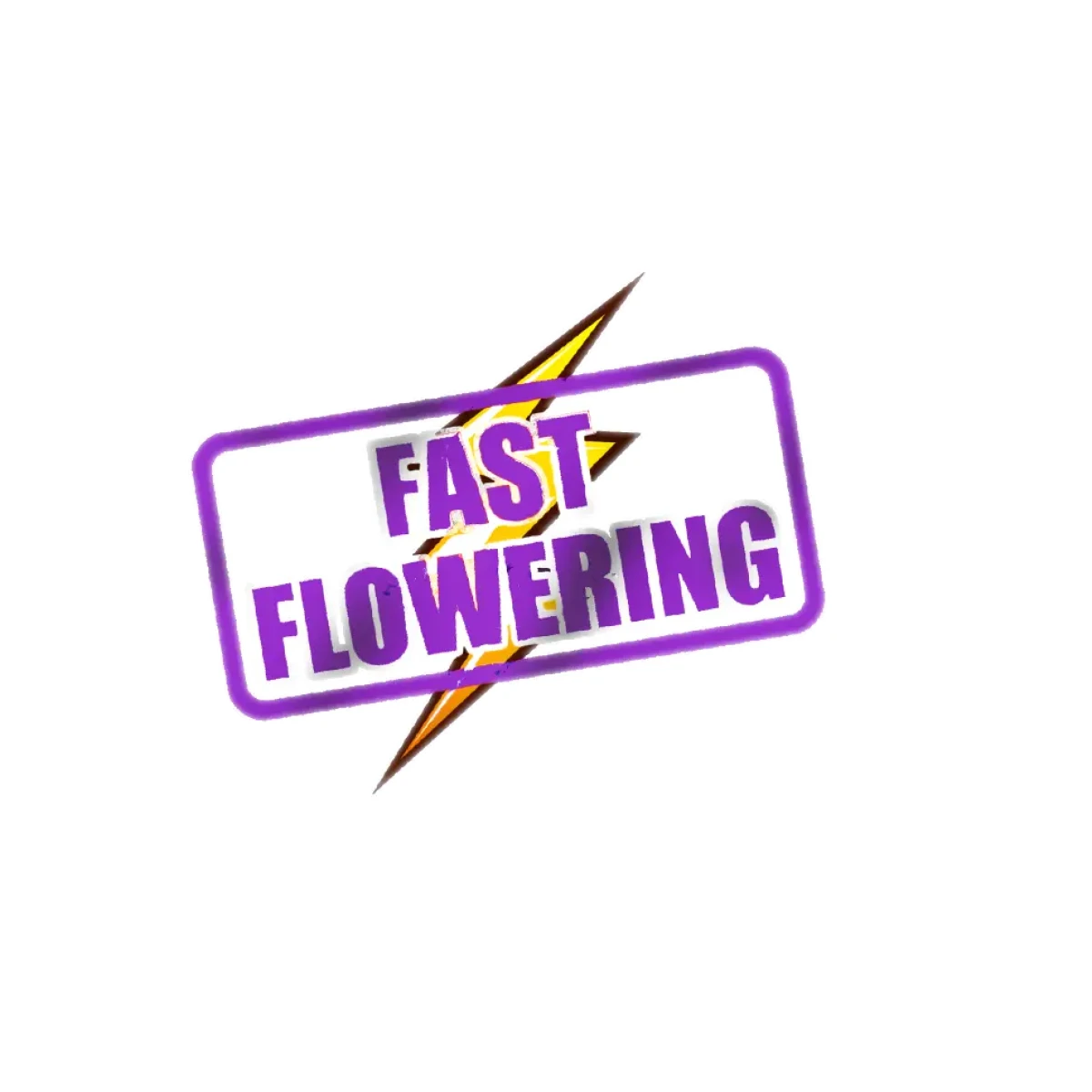 GoFast ULTRA SKUNK (Fast Flowering) - Afbeelding 4