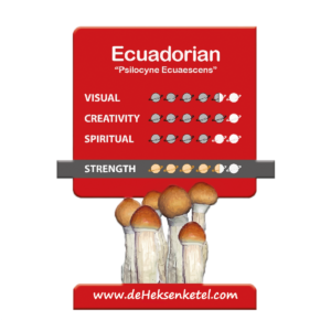 Ecuadorian 'Psilocyne Equasescence' Growkit