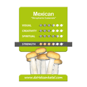 Mexican 'Psilocybe Cubensis' Growkit