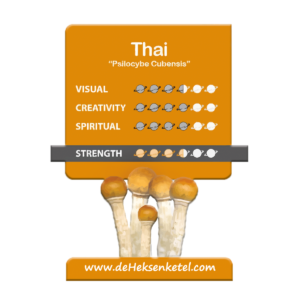 Thai 'Stropharia Cubensis' Growkit