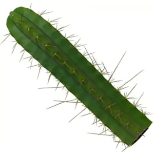 San Pedro Cutting Bridgesii 25 - 29 cm
