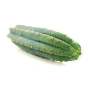 San Pedro Cutting Macrogona (Trichocereus) 25 - 29 cm