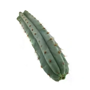 San Pedro Cutting Pachanoi 25 - 29 cm