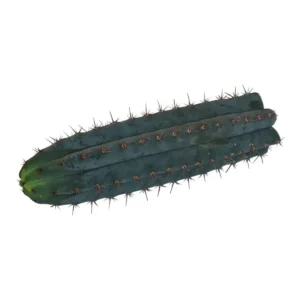 San Pedro Cutting Peruvianus 25 - 29 cm
