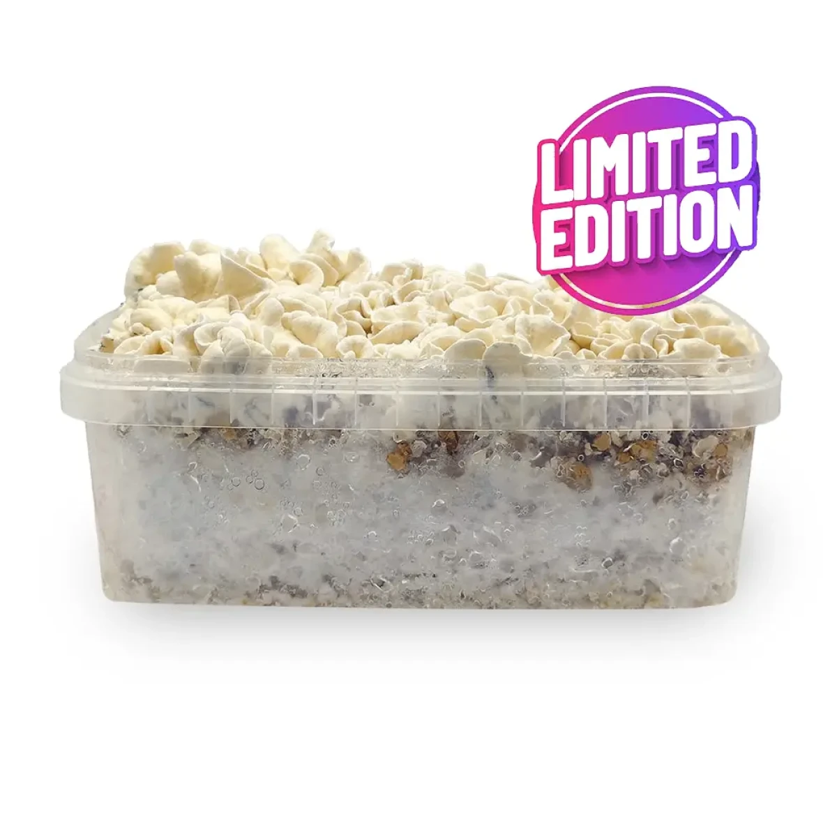 Waikiki Waves 'Psilocybe Anoi' Growkit - 1200CC - LARGE - Afbeelding 4
