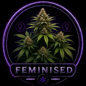 Feminised