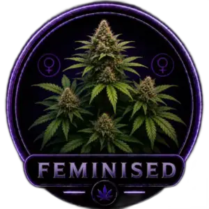 Feminised